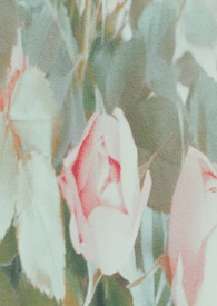 ˭ȥ˭ٺ np